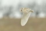 Barn Owl hunting