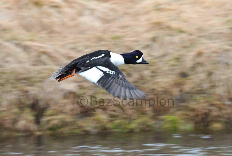 male Barrow's Goldeneye