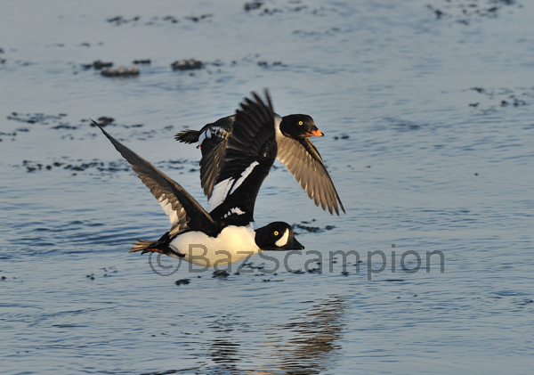 Pair of Barrows Goldeneye in flight