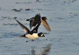 Pair of Barrows Goldeneye in flight
