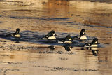 Barrows Goldeneye. River Laxa. Myvatn. Iceland