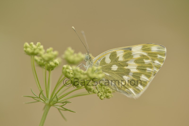 Eastern bath White. Pontia edusa