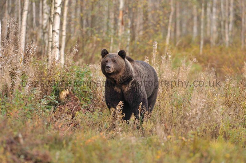 Male Brown Bear in Taiga Forest.