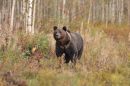 Male Brown Bear in Taiga Forest.
