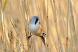 Male Bearded Tit