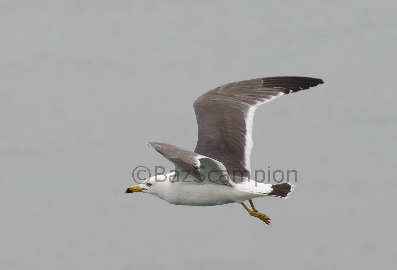 Black-Tailed Gull