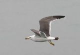 Black-Tailed Gull