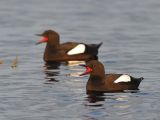 Black Guillimots