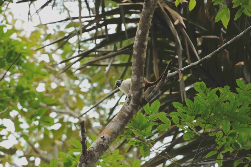 Pied Bare Faced Tamarin
