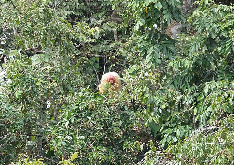 The Rare White Uakari Monkey