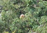 The Rare White Uakari Monkey