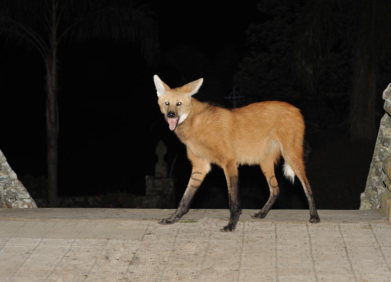 Maned |Wolf