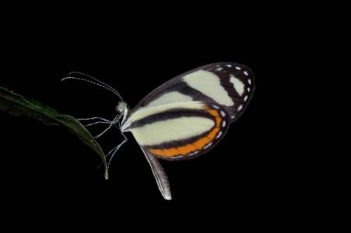 Pinthous Mimic White