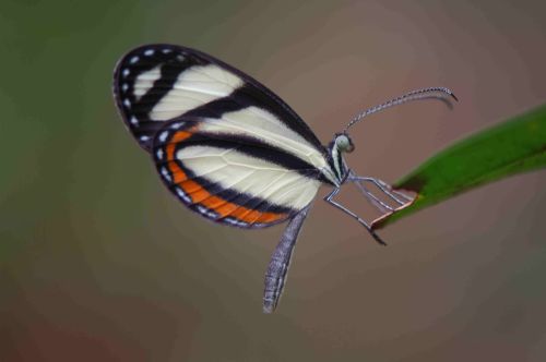 Pinthous Mimic White