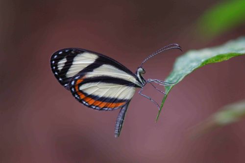 Pinthous Mimic White