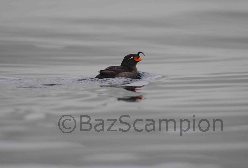 Crested Auklet