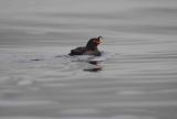 Crested Auklet