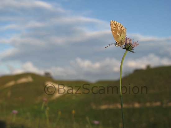 Chalkhill Blue Polyommatus(Lysandra) coridon.