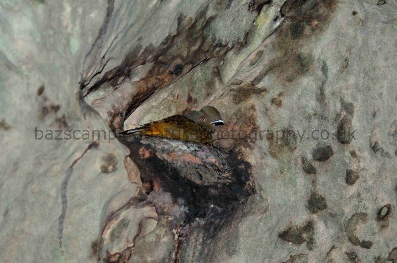 Female Guianan Cock-of-the-Rock.