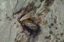Female Cock-of-the-Rock on nest in damp cave