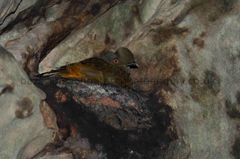 Female Guianan Cock-of-the-Rock