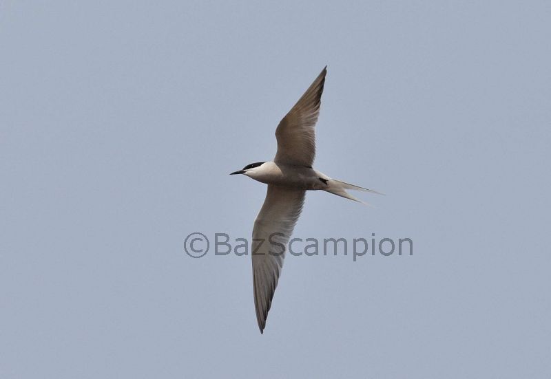 Common Tern S h longipennis