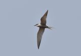 Common Tern S h longipennis