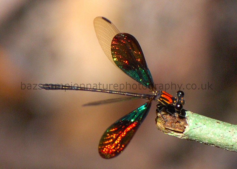 Male Calcopteryx rutilans