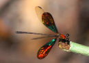 Male Calcopteryx rutilans
