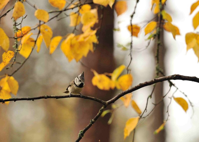 Crested Tit amongst autumnal Birch Leaves