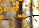 Crested Tit amongst autumnal Birch Leaves