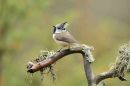 Crested Tit on Lichen encrusted branch.