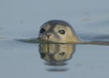 Harbour Seal in Brancaster Harbour