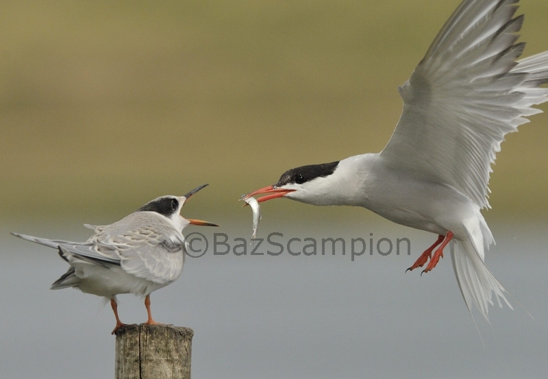 Common Tern