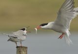 Common Tern
