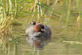 Dabchick with chicks.