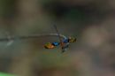 Male Calcopteryx rutilans