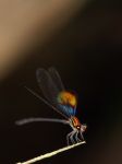 Male Calcopteryx rutilans