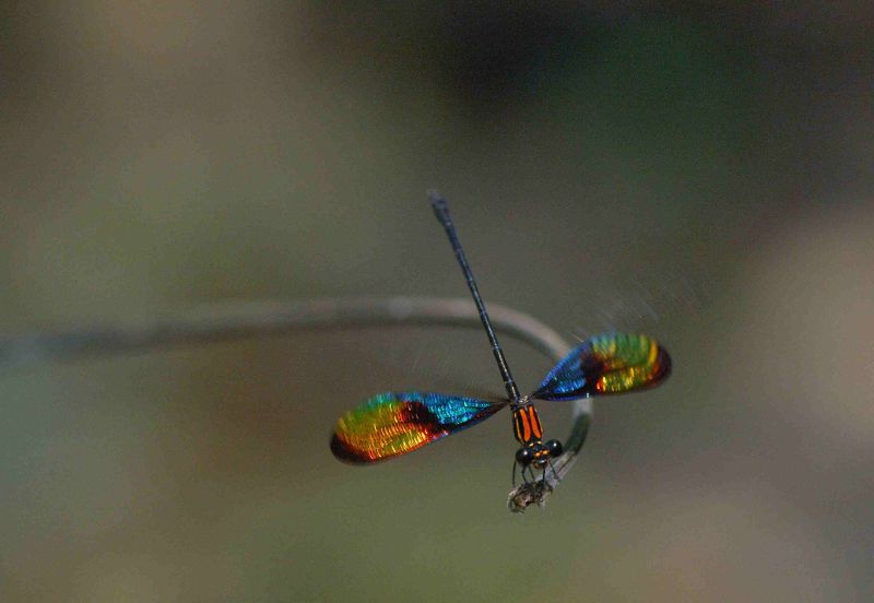 Chalcopteryx rutilans.
