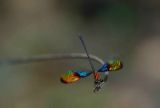 Male Chalcopteryx rutilans displaying