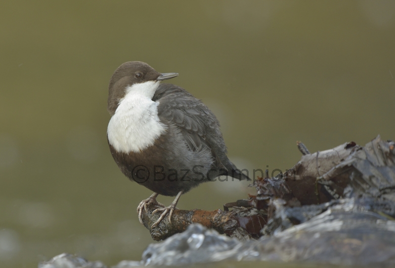 Black-bellied Diper