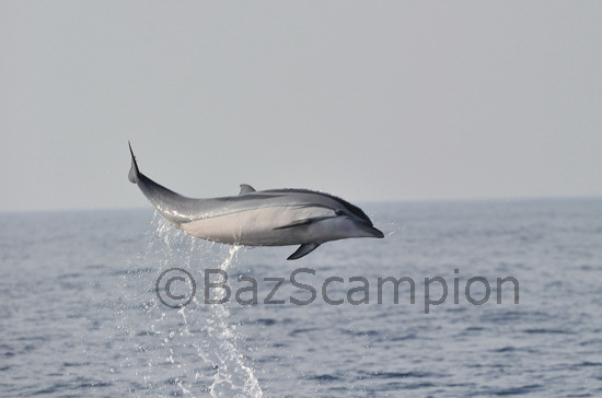 Striped Dolphin Stenella coeruleoalba