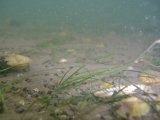 Eel Grass Zostera angustifolia