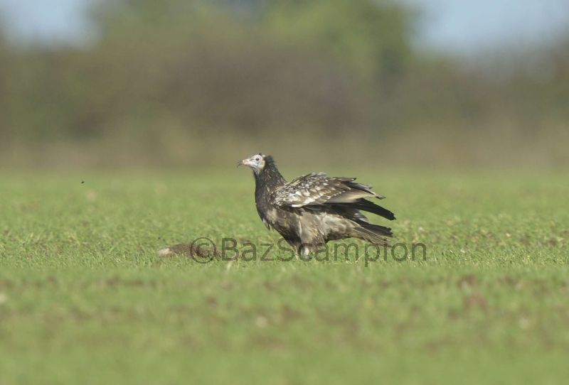 Escaped Egyption Vulture in Norfolk