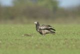 Escaped Egyption Vulture in Norfolk