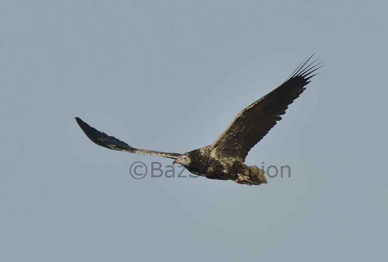 Egyption Vulture