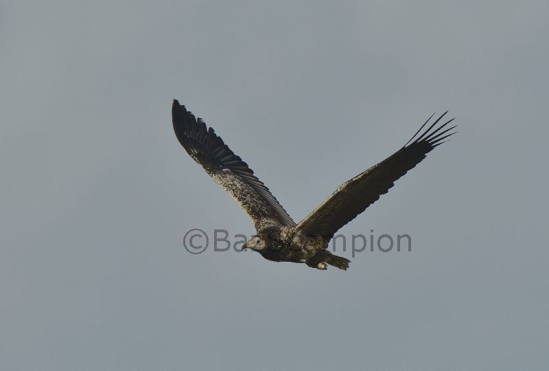 Egyption Vulture