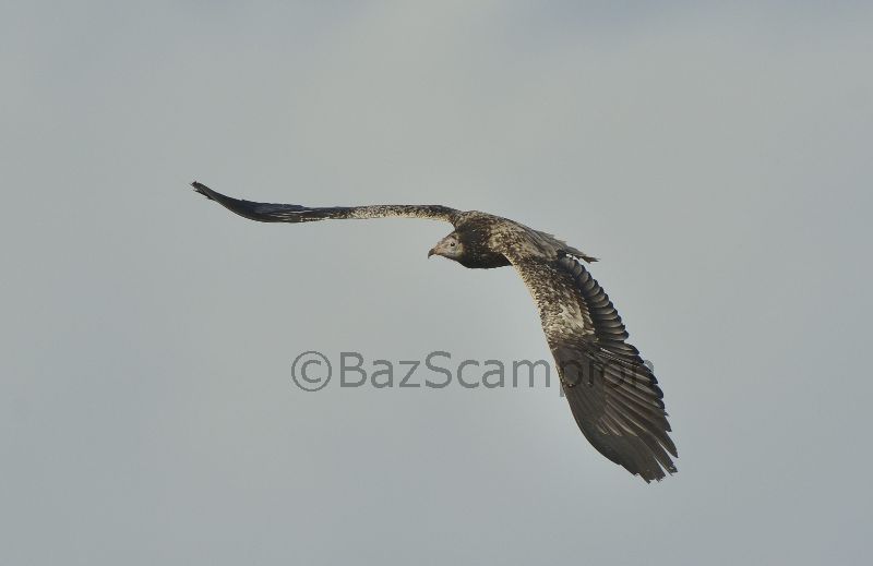 Egyption Vulture