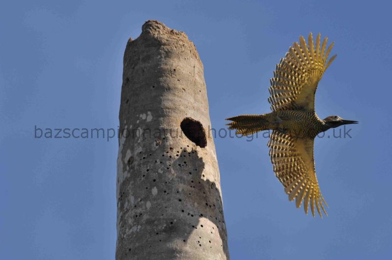 Fernandina's Flicker Colaptes fernandinae