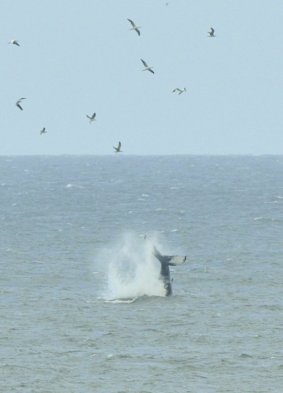 Humpback Whale off East coast of Norfolk